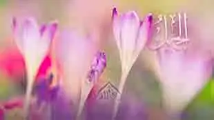 الله الجميل